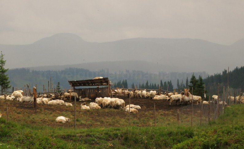 sheepfold-Ecoturism-Destination-Tara-Dornelor