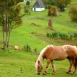 Tara Motilor Apuseni