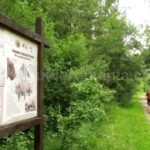 The Bison Land