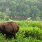 The Bison Land Natural Park Vanatori Neamt