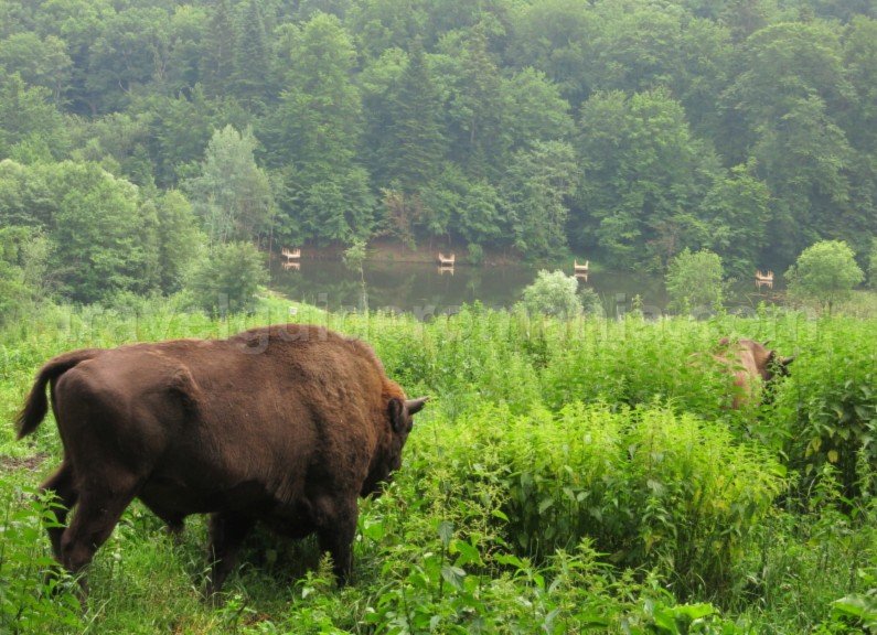The Bison Land Natural Park Vanatori Neamt