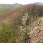 Padurea Craiului Mountains