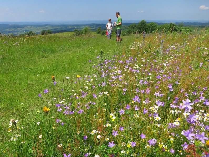 karst area Rosia in Padurea Craiului Mountains