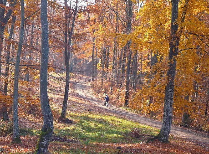 Pădurea Craiului Roșia