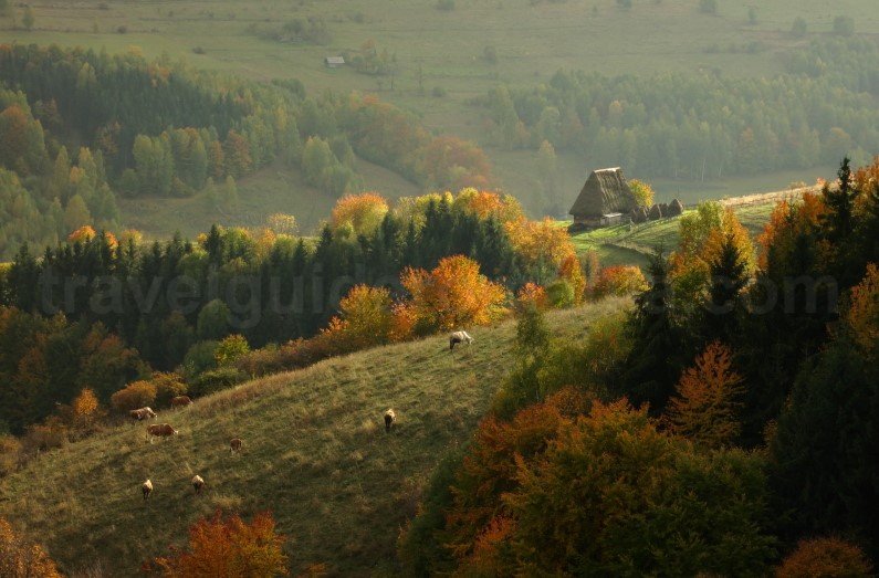 trascau mocani toamna