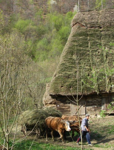 trascau-oxen-hayroof